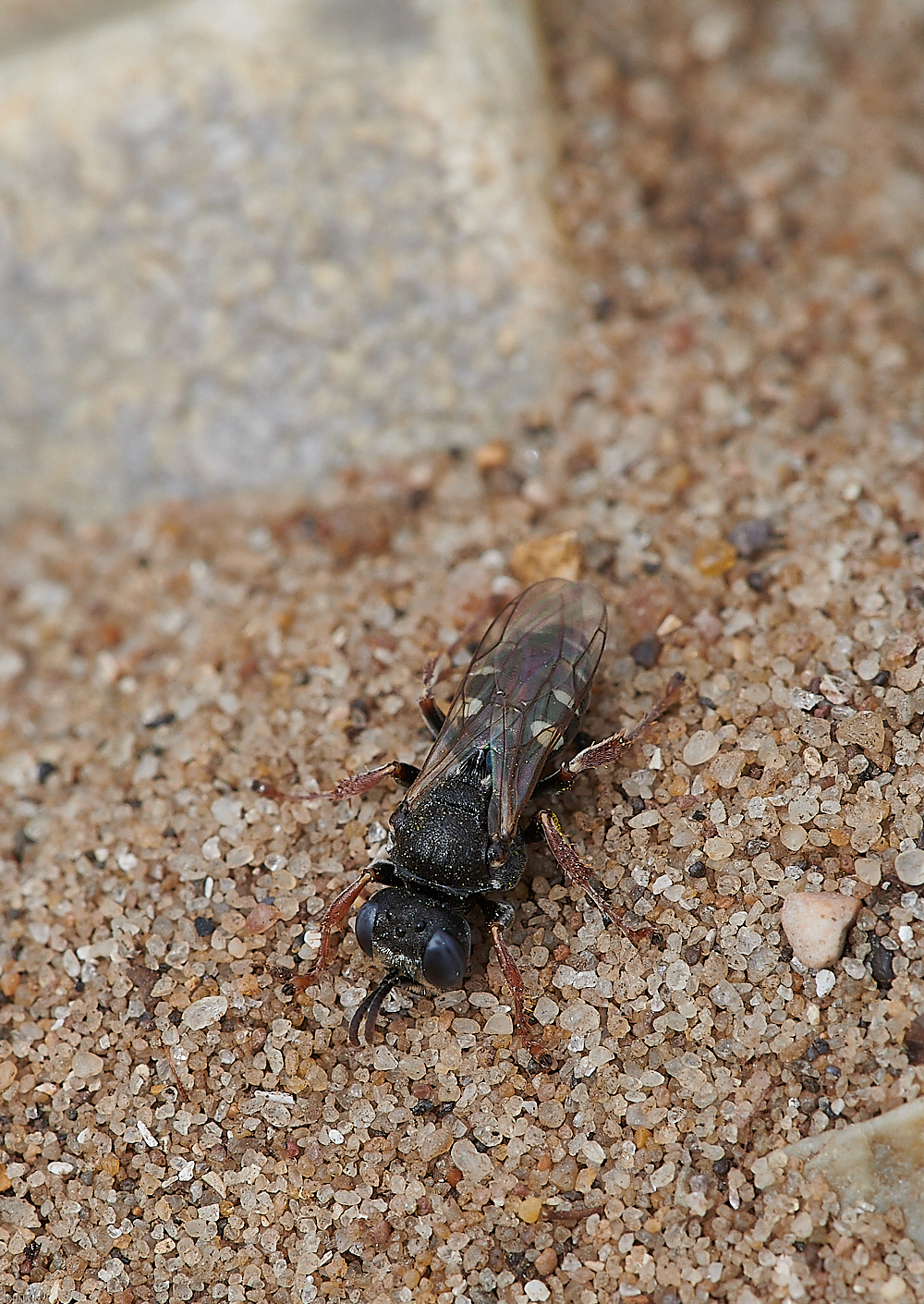 SnattishamSpinyWasp270721-2