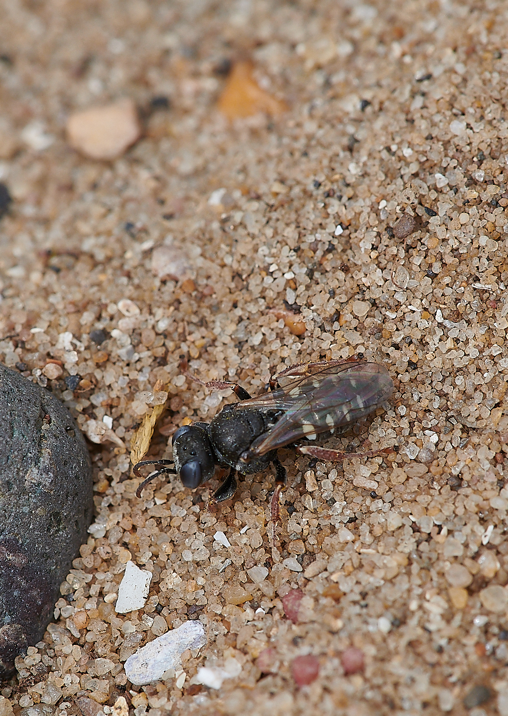 SnattishamSpinyWasp270721-3