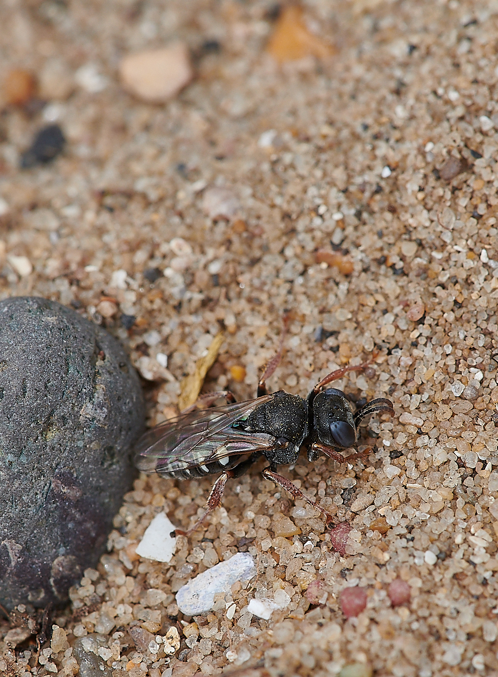 SnattishamSpinyWasp270721-4