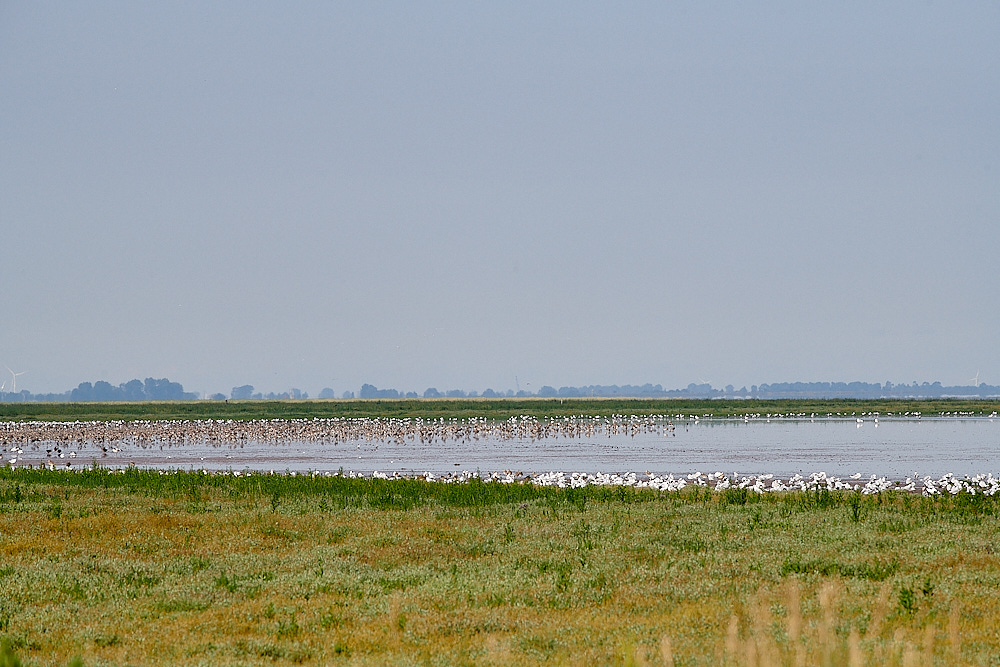 Snettisham110821-2