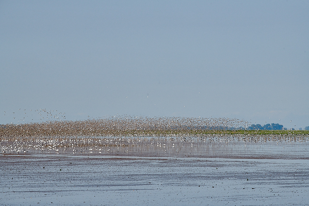 Snettisham110821-3