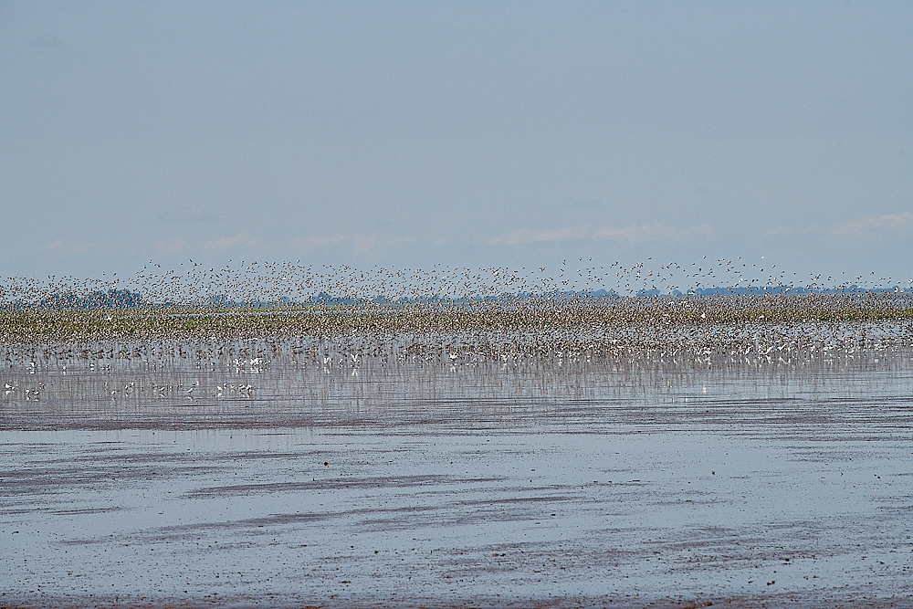 Snettisham110821-4