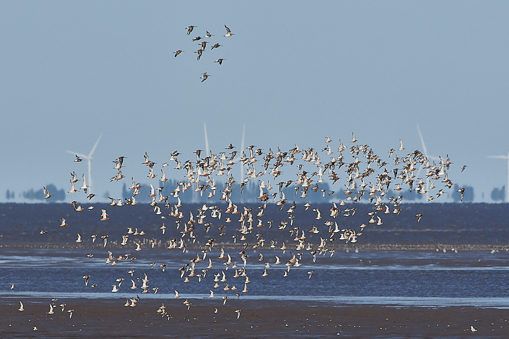 Snettisham120821-1