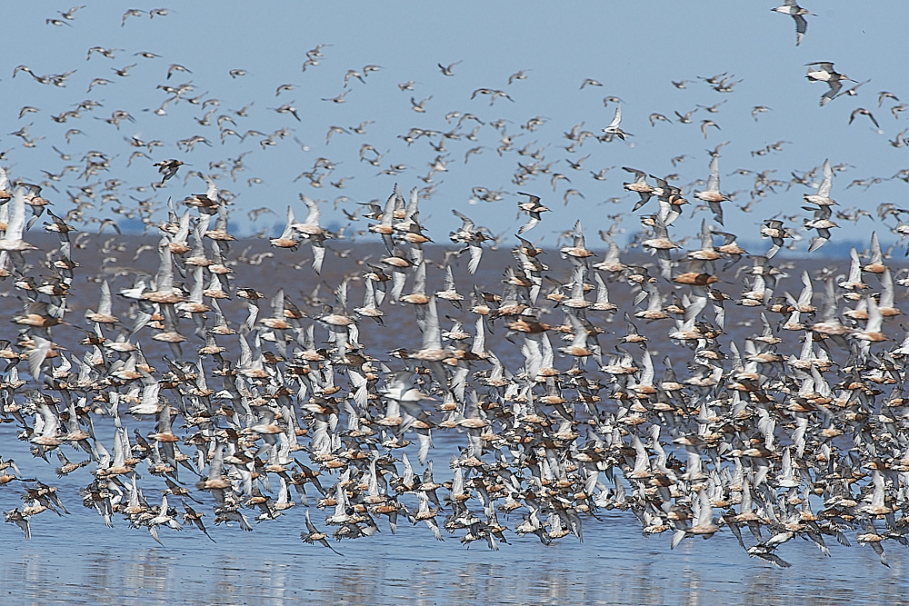 Snettisham120821-106