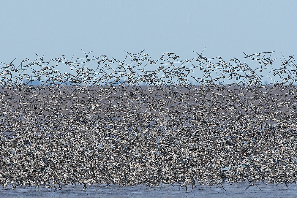 Snettisham120821-117