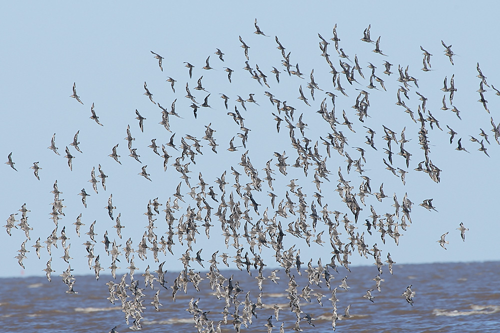 Snettisham120821-17