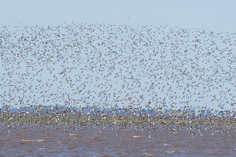 Snettisham120821-26