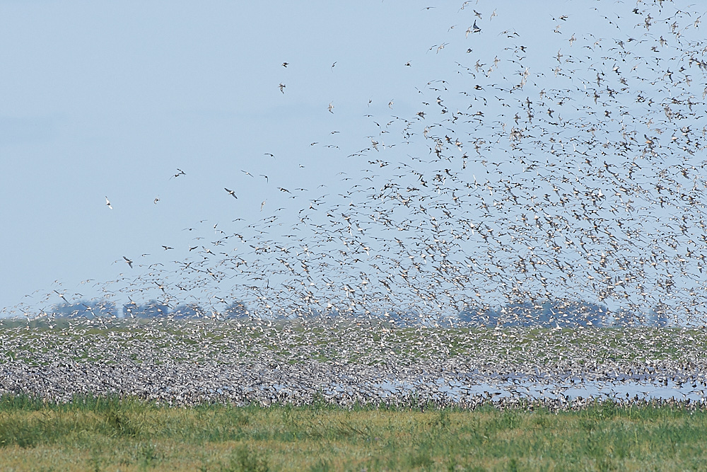 Snettisham120821-29