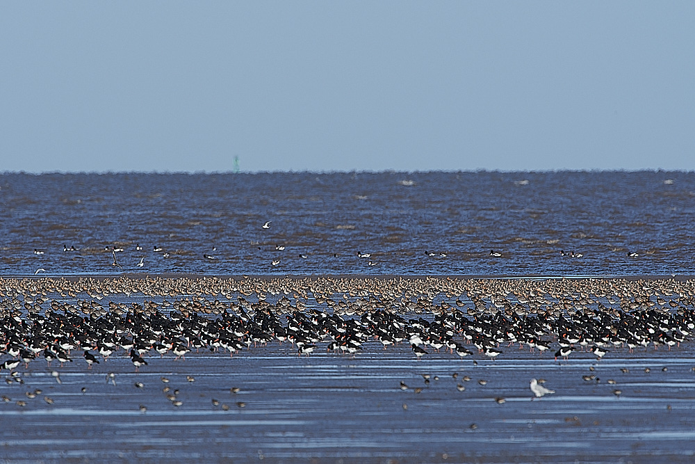 Snettisham120821-3