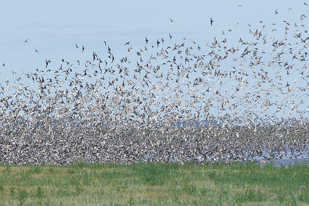 Snettisham120821-36