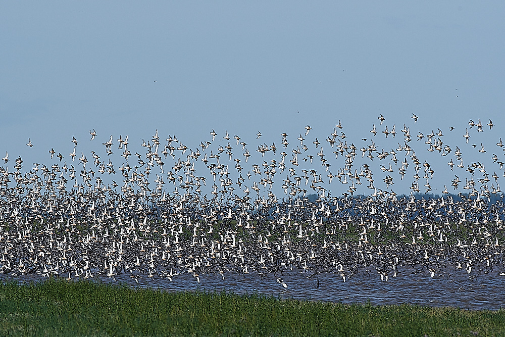 Snettisham120821-38