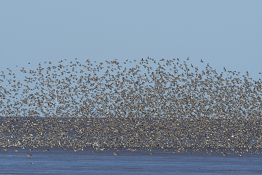 Snettisham120821-4