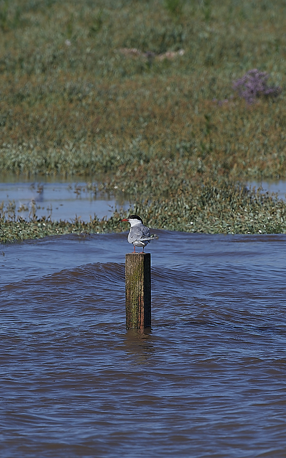 Snettisham120821-48