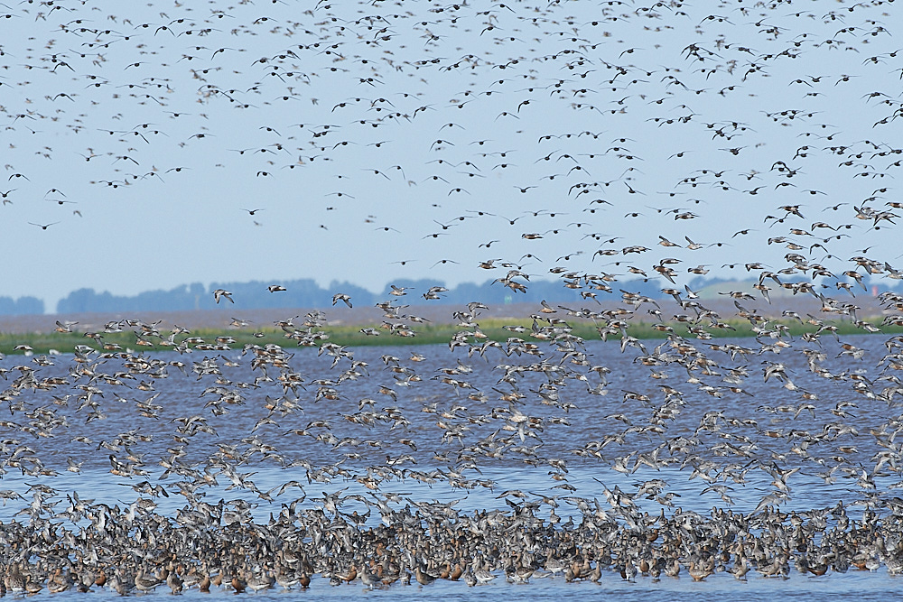 Snettisham120821-75