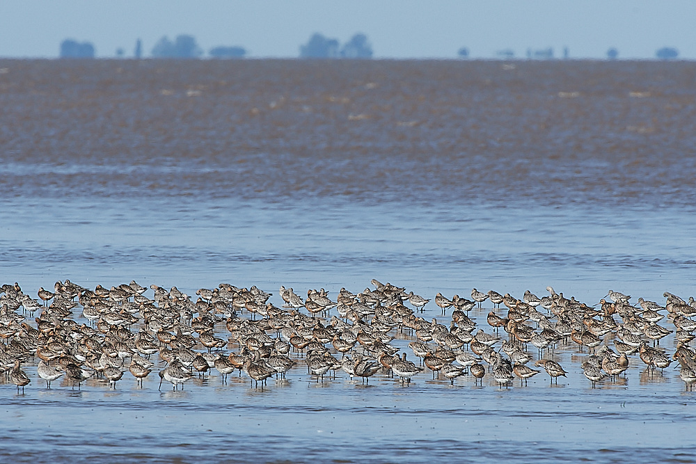 Snettisham120821-91