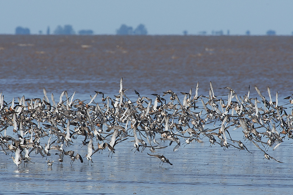 Snettisham120821-92