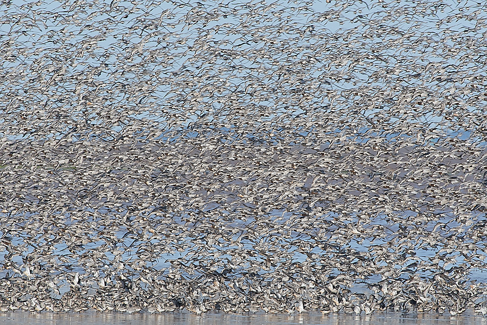 Snettisham120821-97