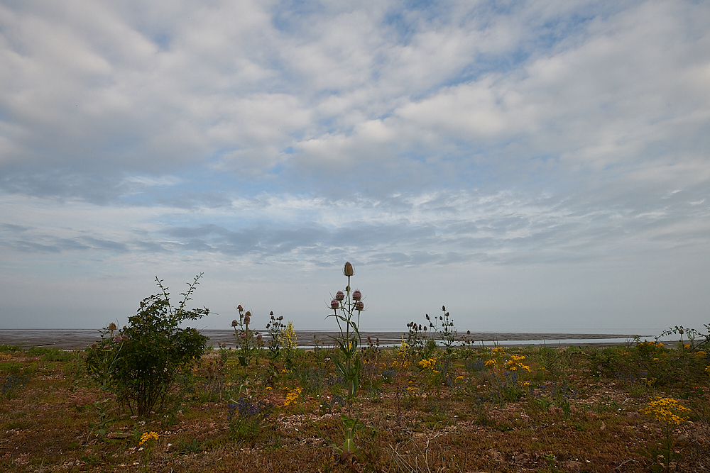 Snettisham270721-1