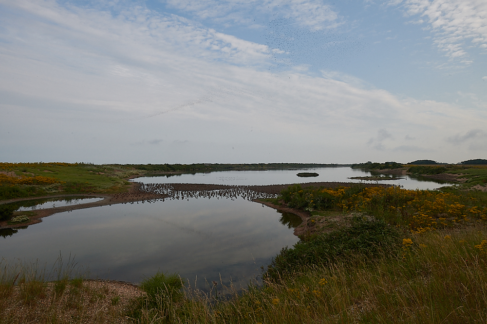 Snettisham270721-5