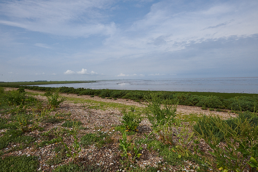 Snettisham270721-8