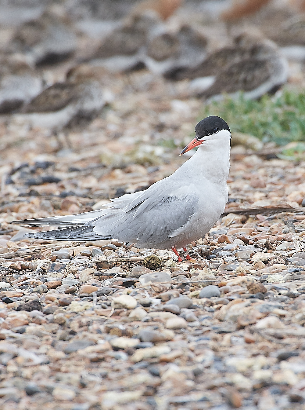 SnettishamCommonTern250721-1