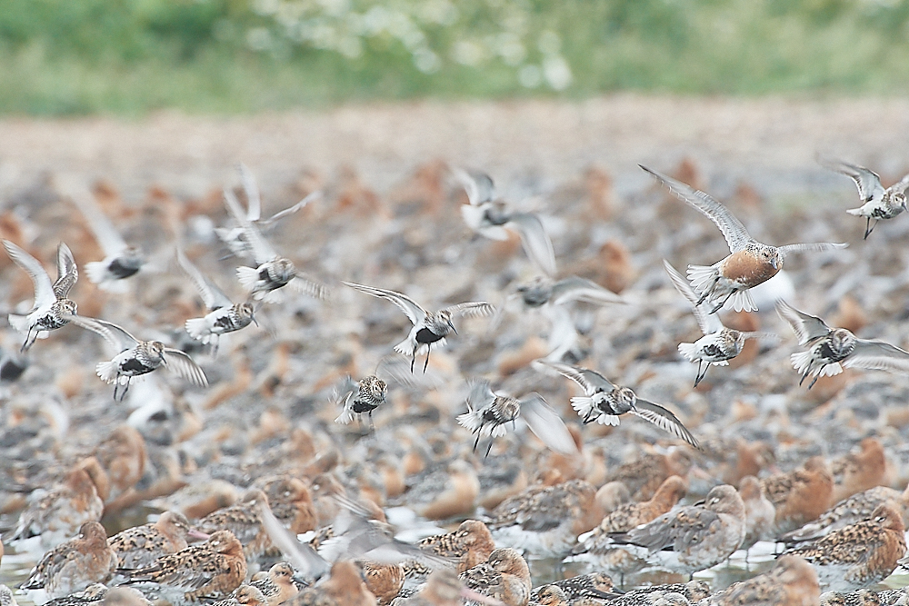 SnettishamDunlin250721-1