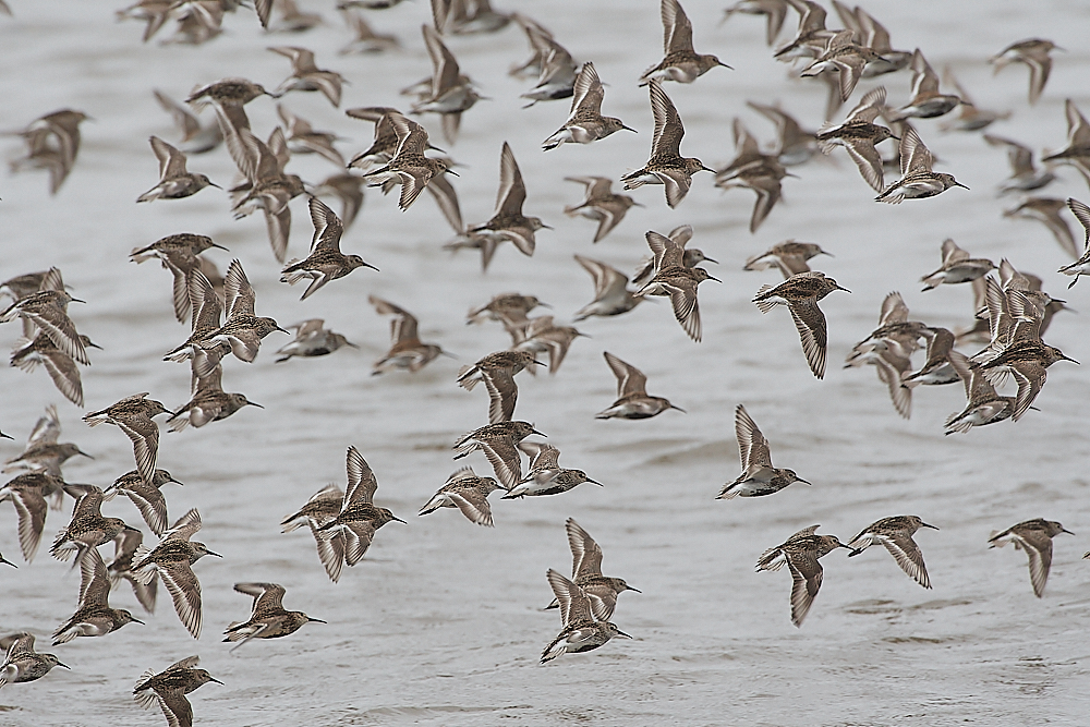 SnettishamDunlin250721-10