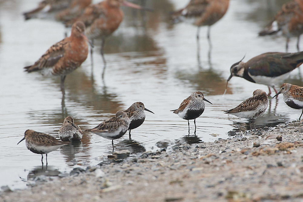 SnettishamDunlin250721-2