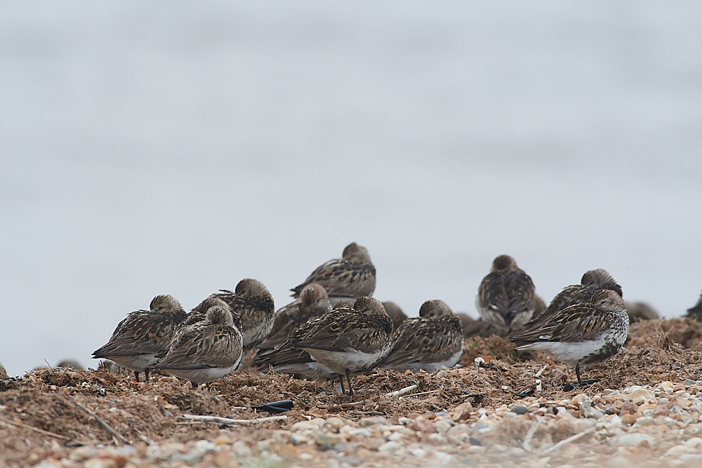 SnettishamDunlin250721-3