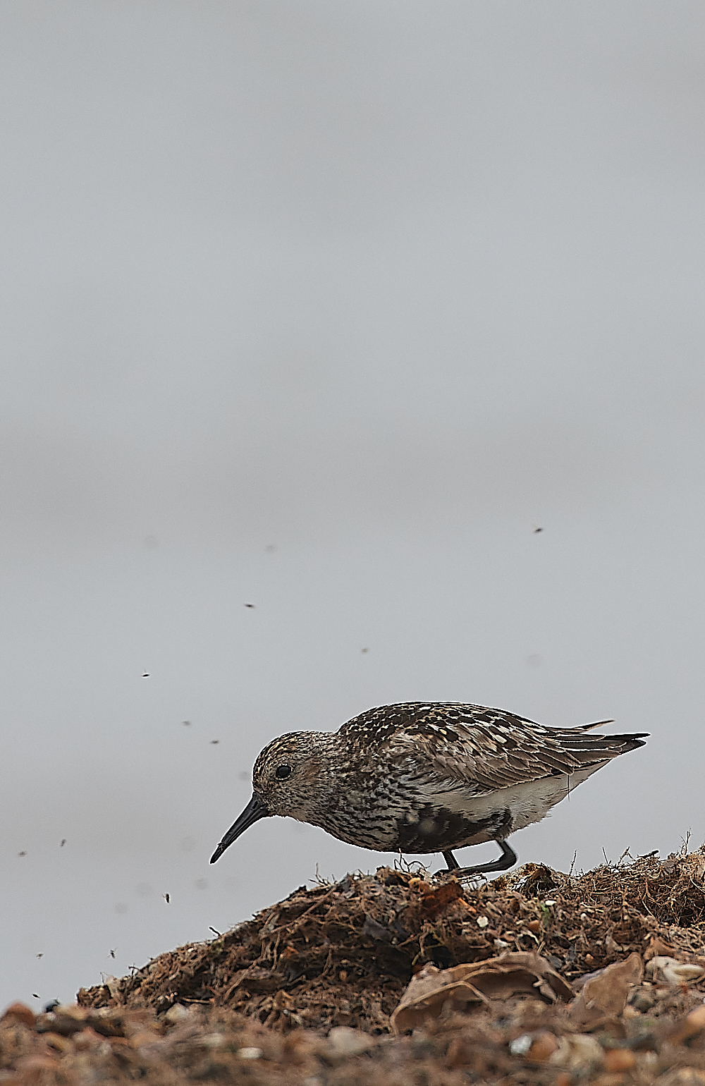 SnettishamDunlin250721-4