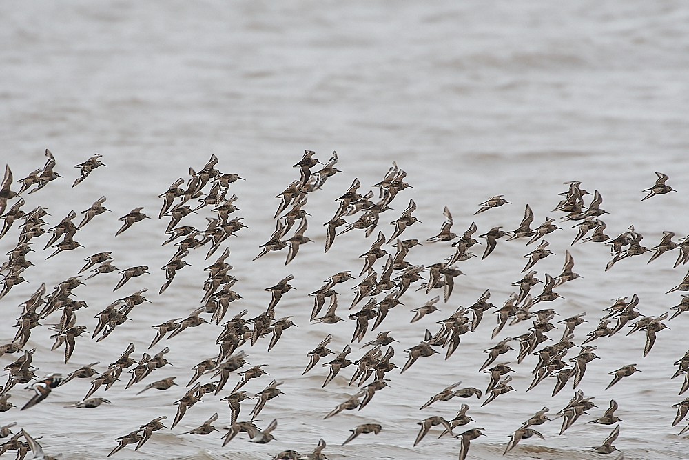 SnettishamDunlin250721-5