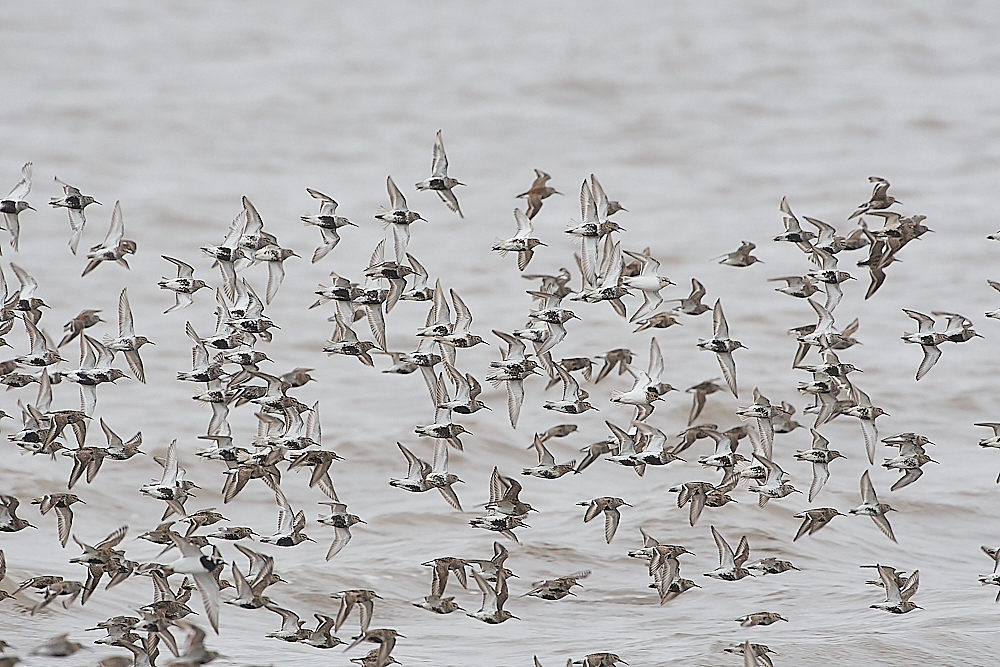 SnettishamDunlin250721-6