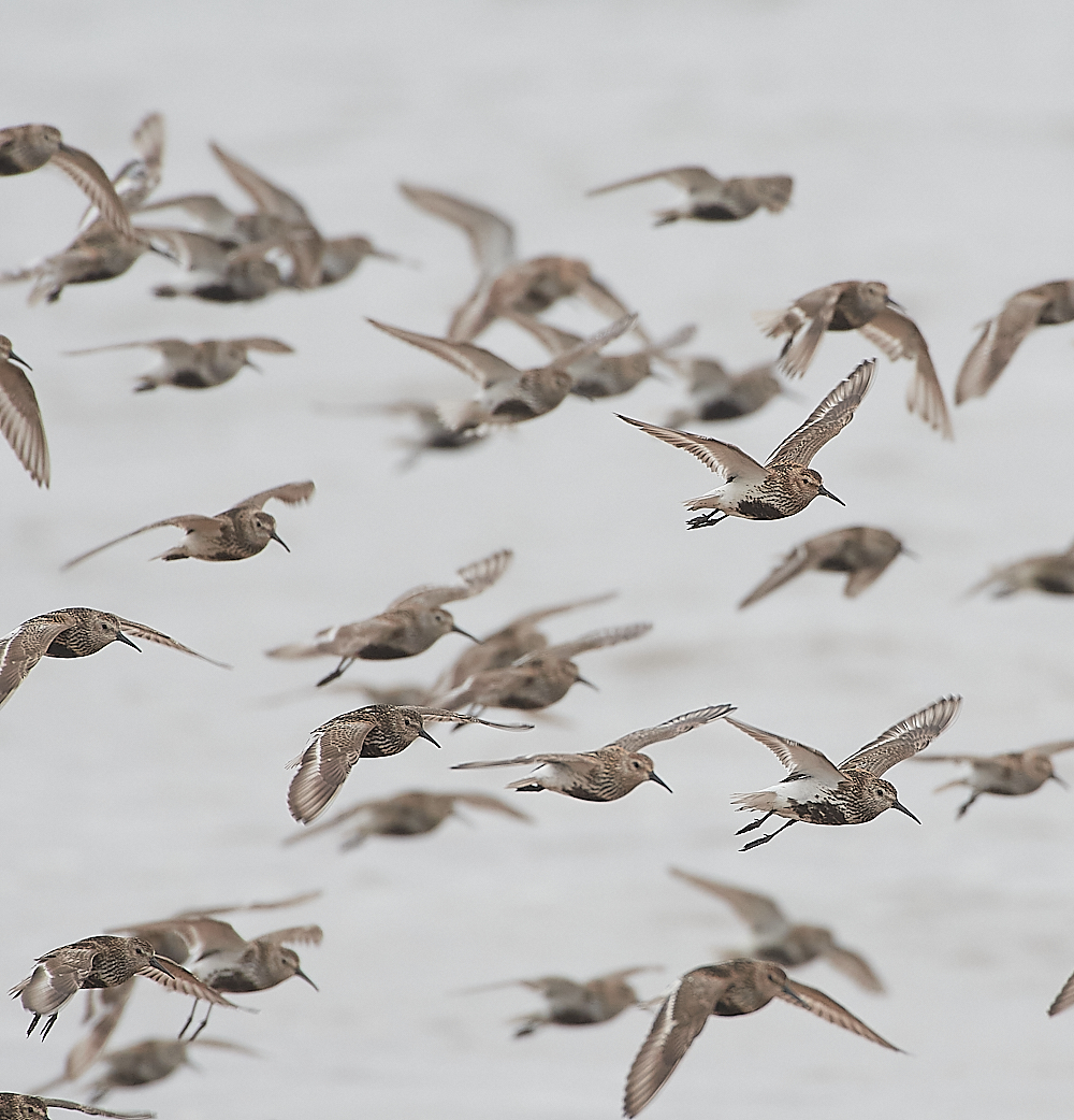 SnettishamDunlin250721-7