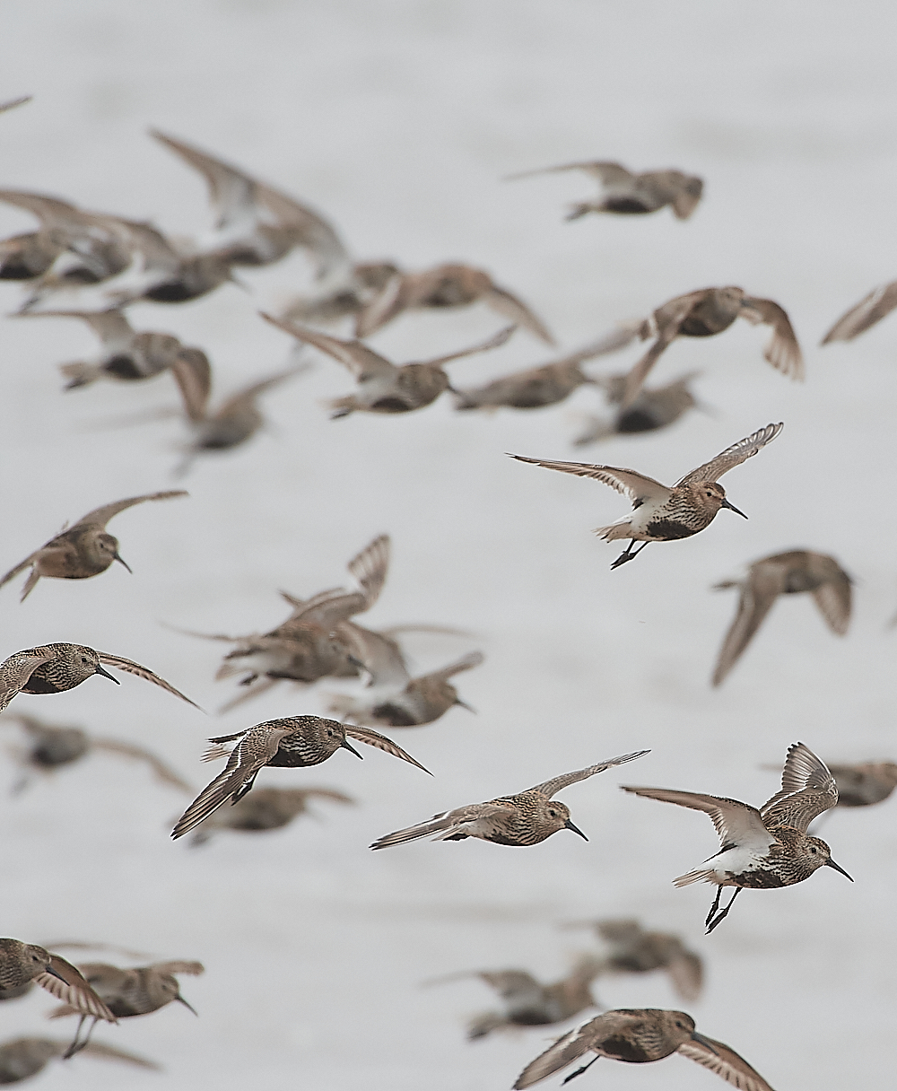 SnettishamDunlin250721-8