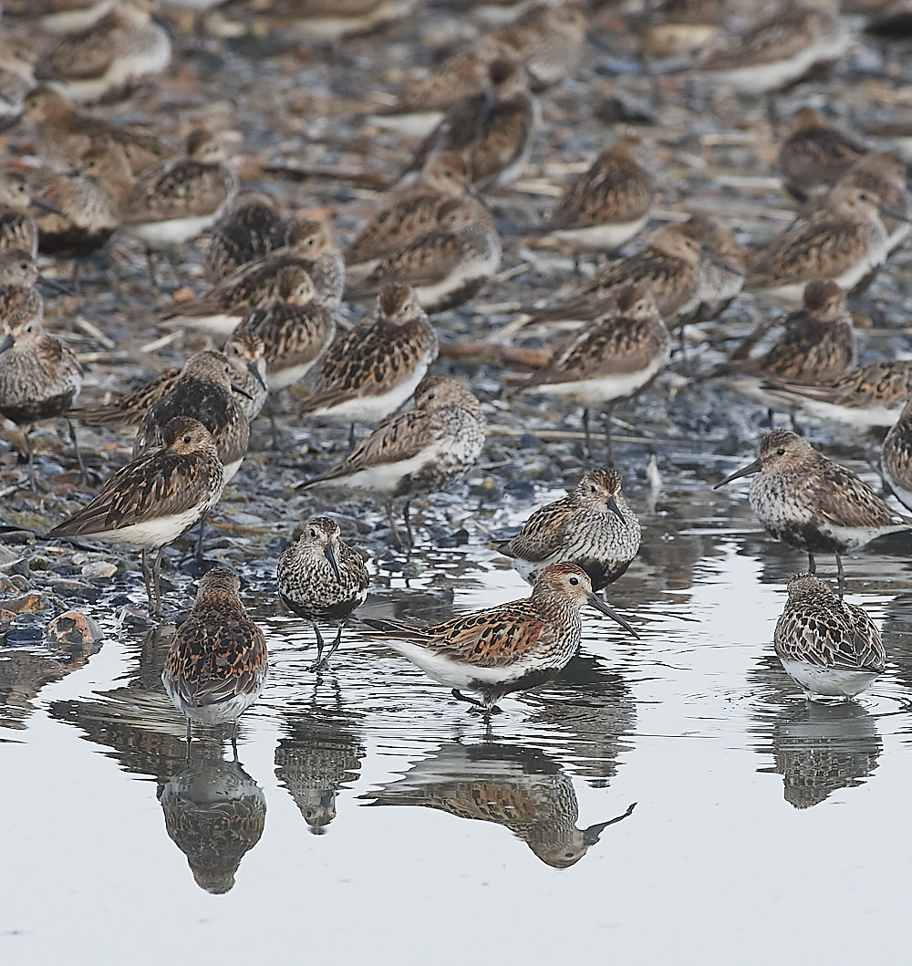 SnettishamDunlin280721-1