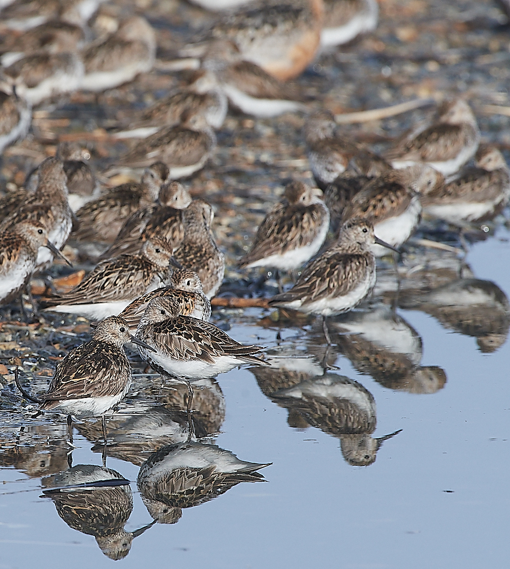 SnettishamDunlin280721-3