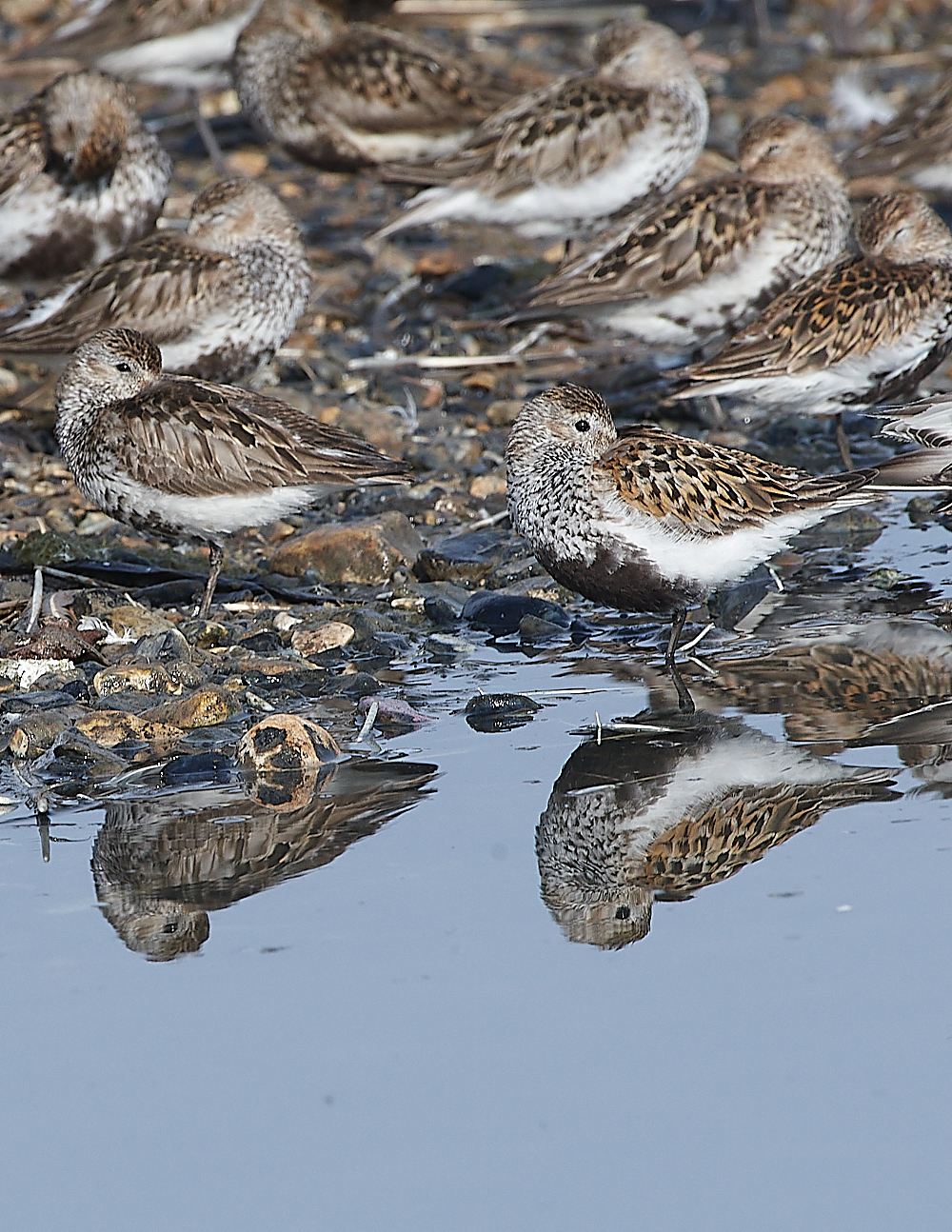 SnettishamDunlin280721-5