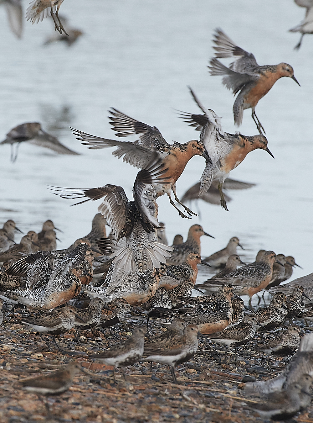 SnettishamKnot&#38;Dunlin280721-13