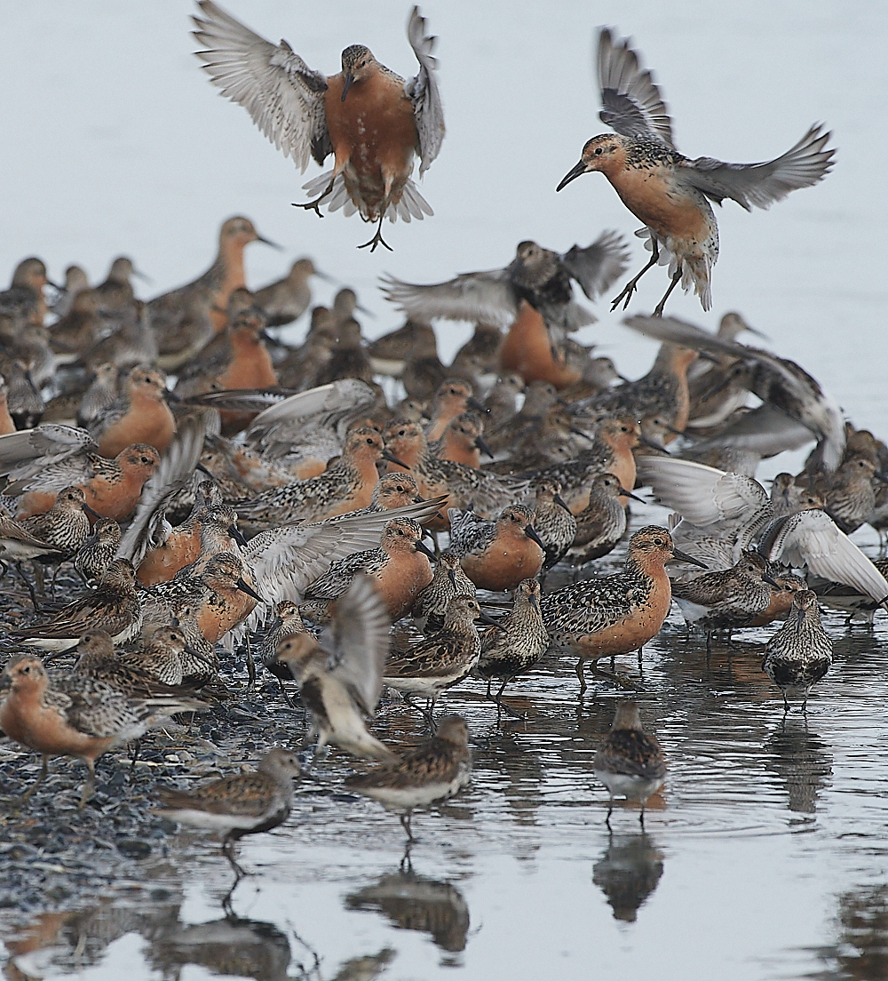 SnettishamKnot&#38;Dunlin280721-17