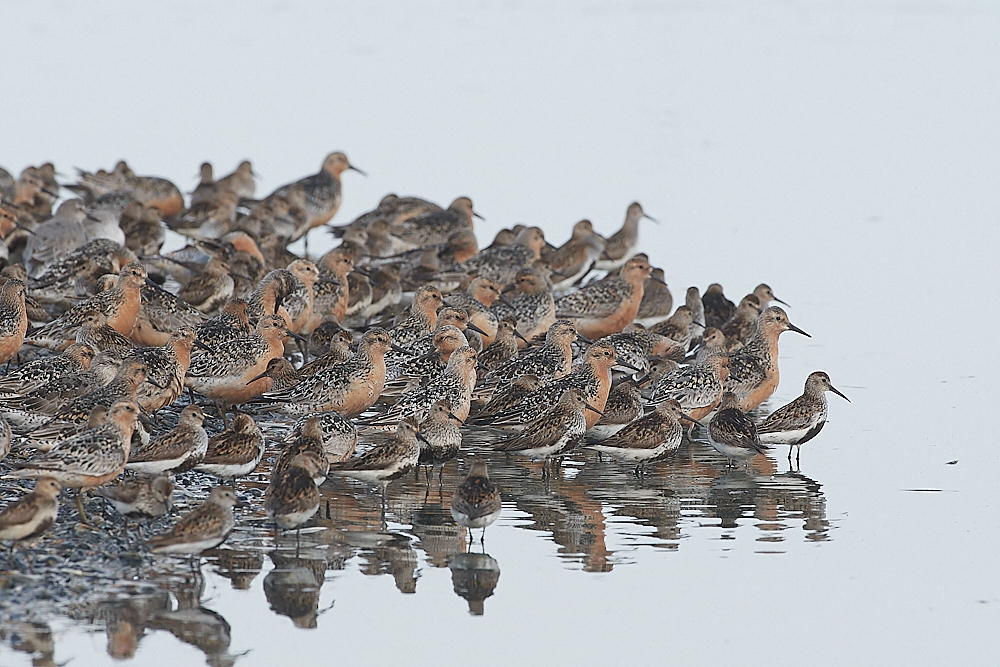 SnettishamKnot&#38;Dunlin280721-21