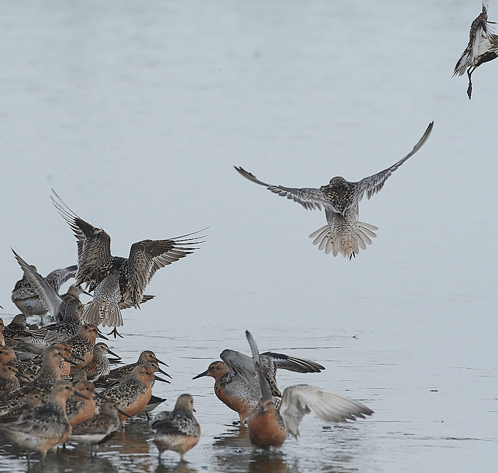 SnettishamKnot&#38;Dunlin280721-22