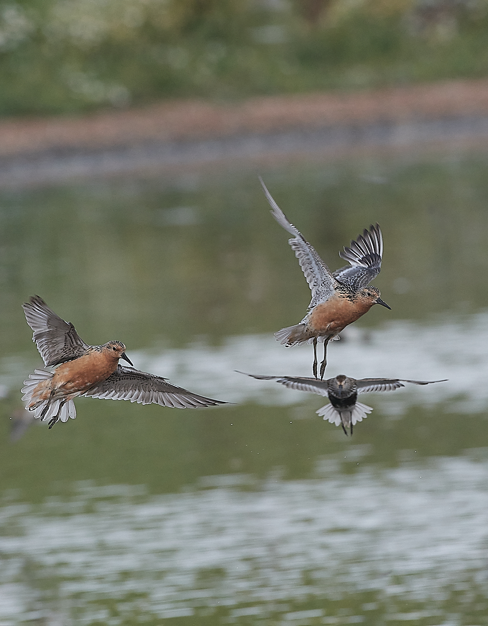 SnettishamKnot&#38;Dunlin280721-23