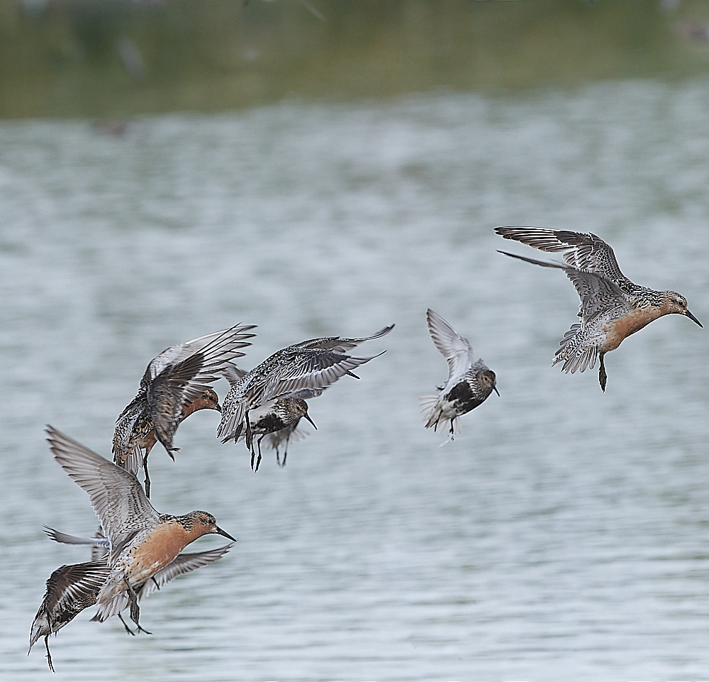 SnettishamKnot&#38;Dunlin280721-24