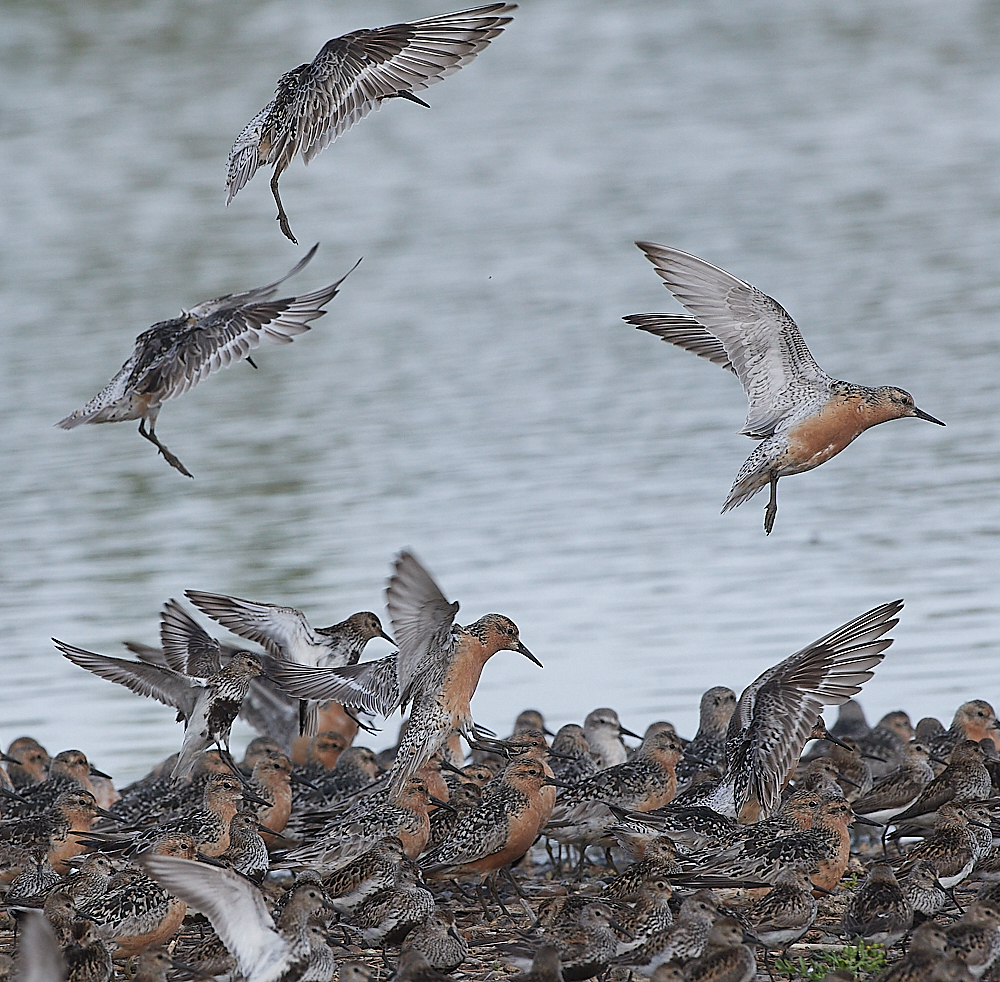 SnettishamKnot&#38;Dunlin280721-26