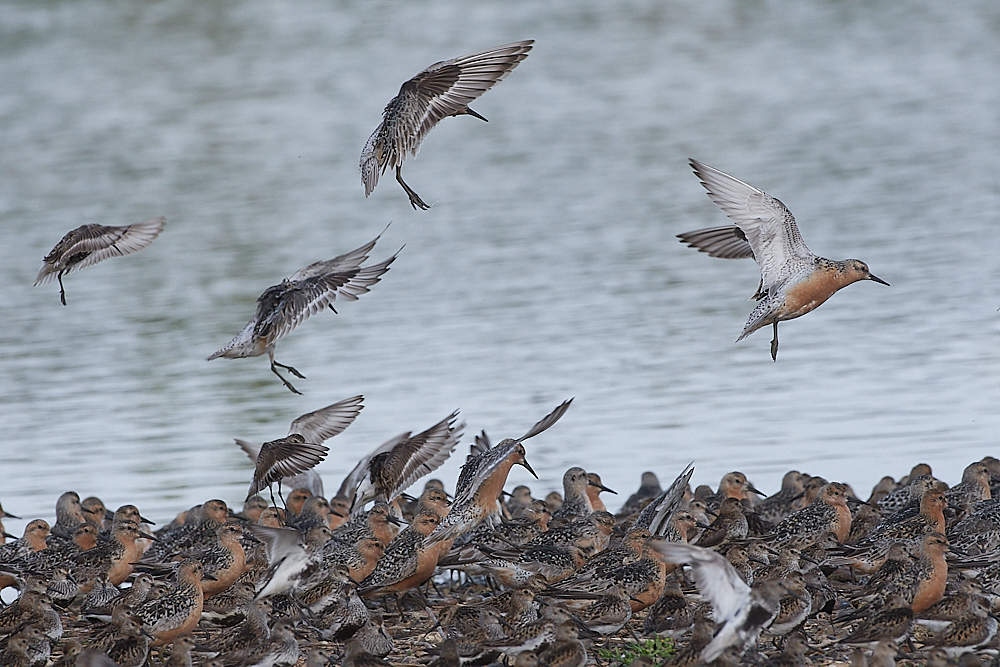 SnettishamKnot&#38;Dunlin280721-27