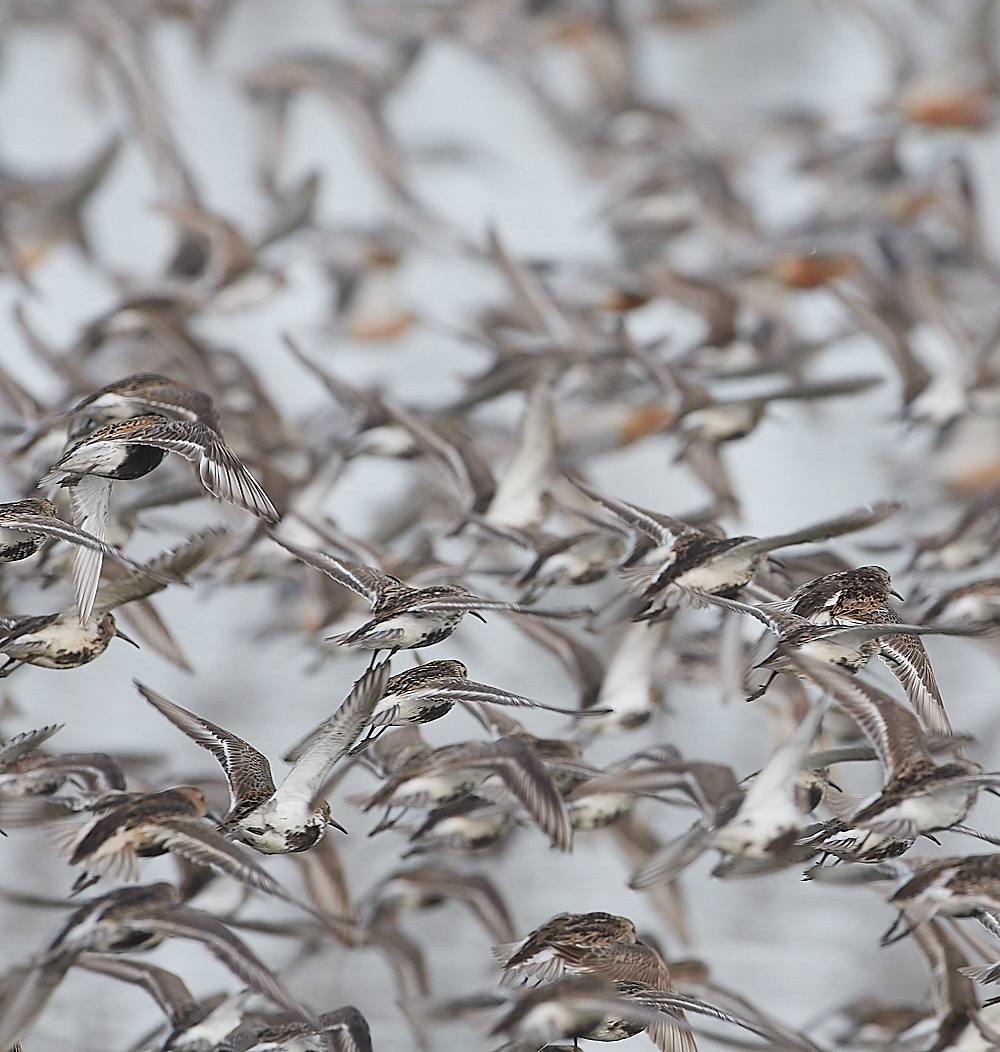 SnettishamKnot&#38;Dunlin280721-3