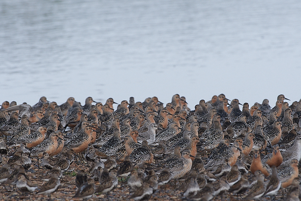 SnettishamKnot&#38;Dunlin280721-30