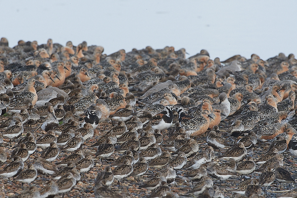 SnettishamKnot&#38;Dunlin280721-31