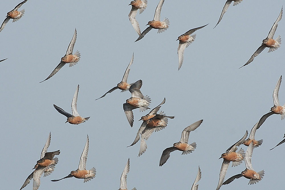 SnettishamKnot&#38;Dunlin280721-33