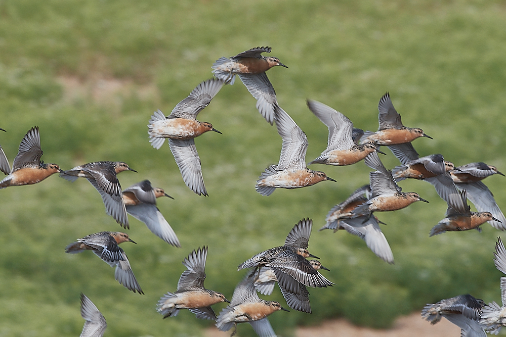 SnettishamKnot&#38;Dunlin280721-38